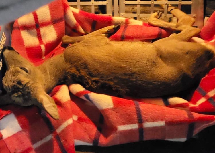 Los sarny wielu poruszył. Jest szczęśliwy finał!