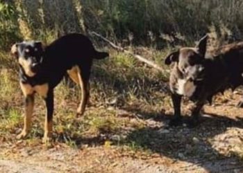 Jak gmina poradzi sobie z agresywnymi psami?