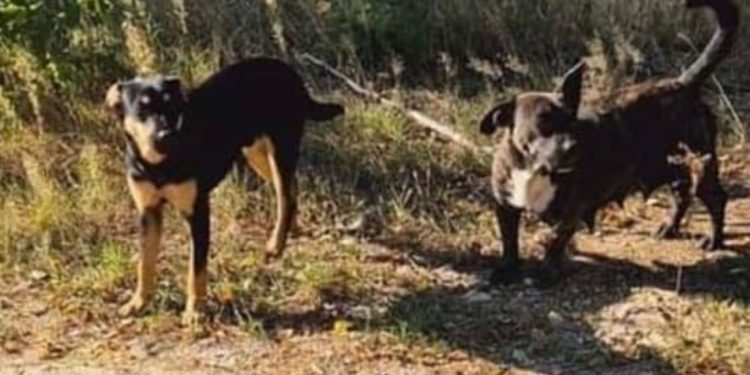 Jak gmina poradzi sobie z agresywnymi psami?