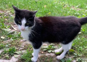 Feluś zniknął dwa lata temu. Dzisiaj wrócił do domu