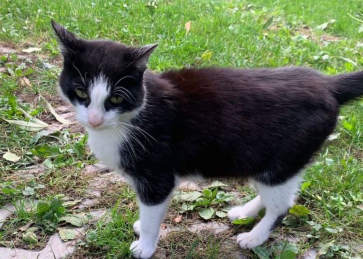 Feluś zniknął dwa lata temu. Dzisiaj wrócił do domu