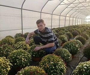 Chryzantema… to nie tylko smutek