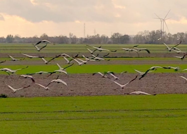 Mnóstwo żurawi w Pokojach. Zobacz film