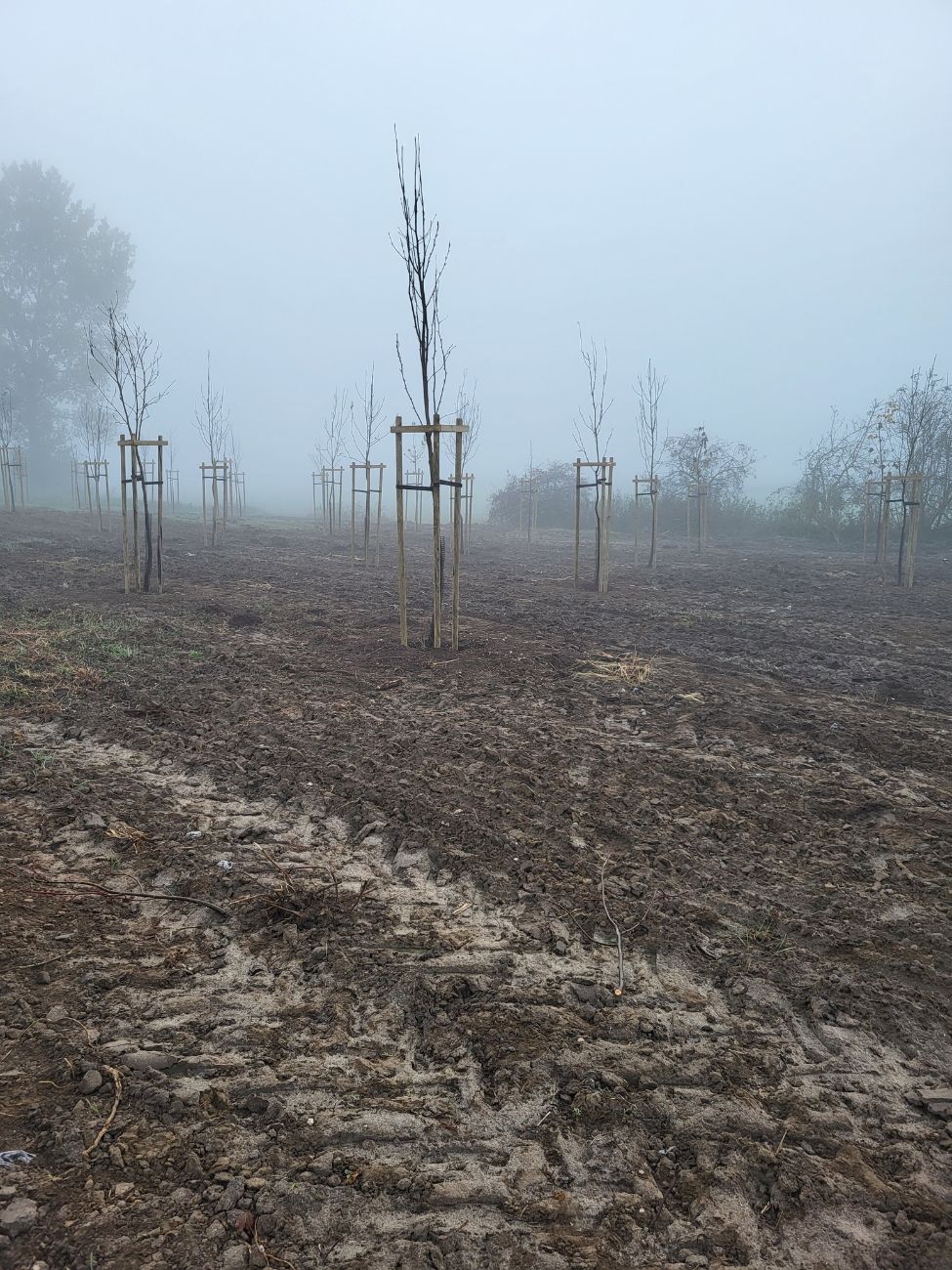 Gmina Lądek zakończyła nasadzenia drzew