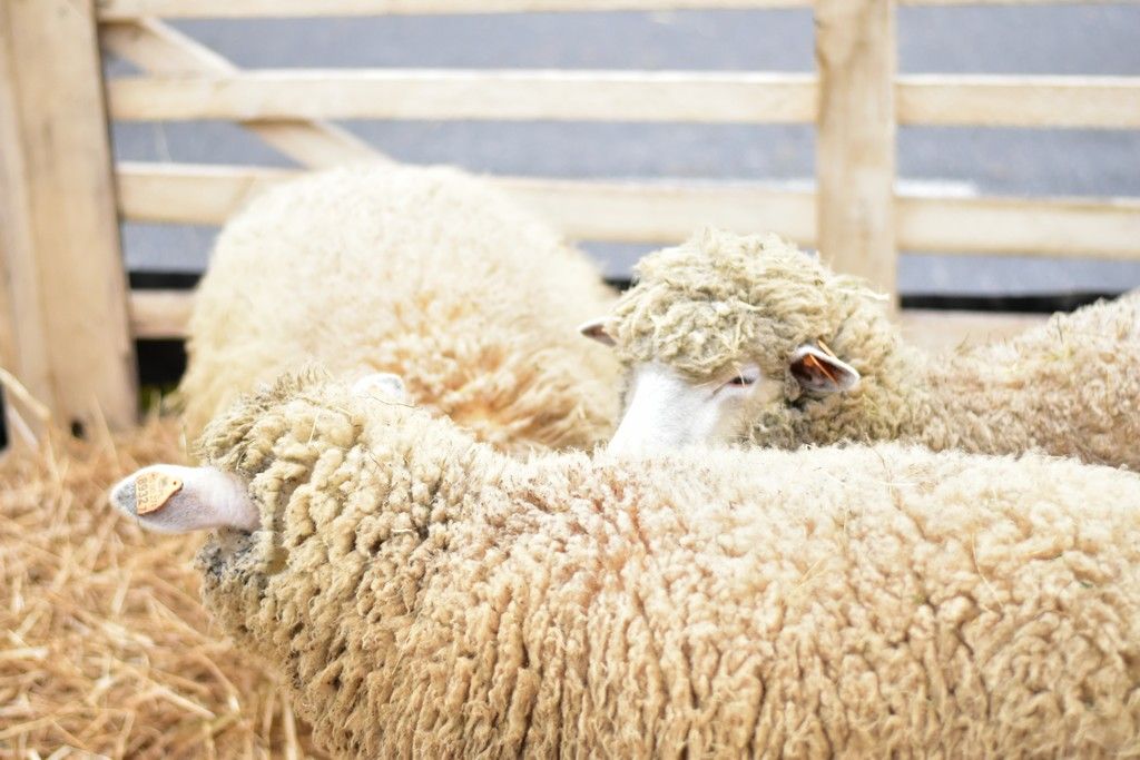 Tłumy na jarmarku w Zagórowie. Zobacz zdjęcia