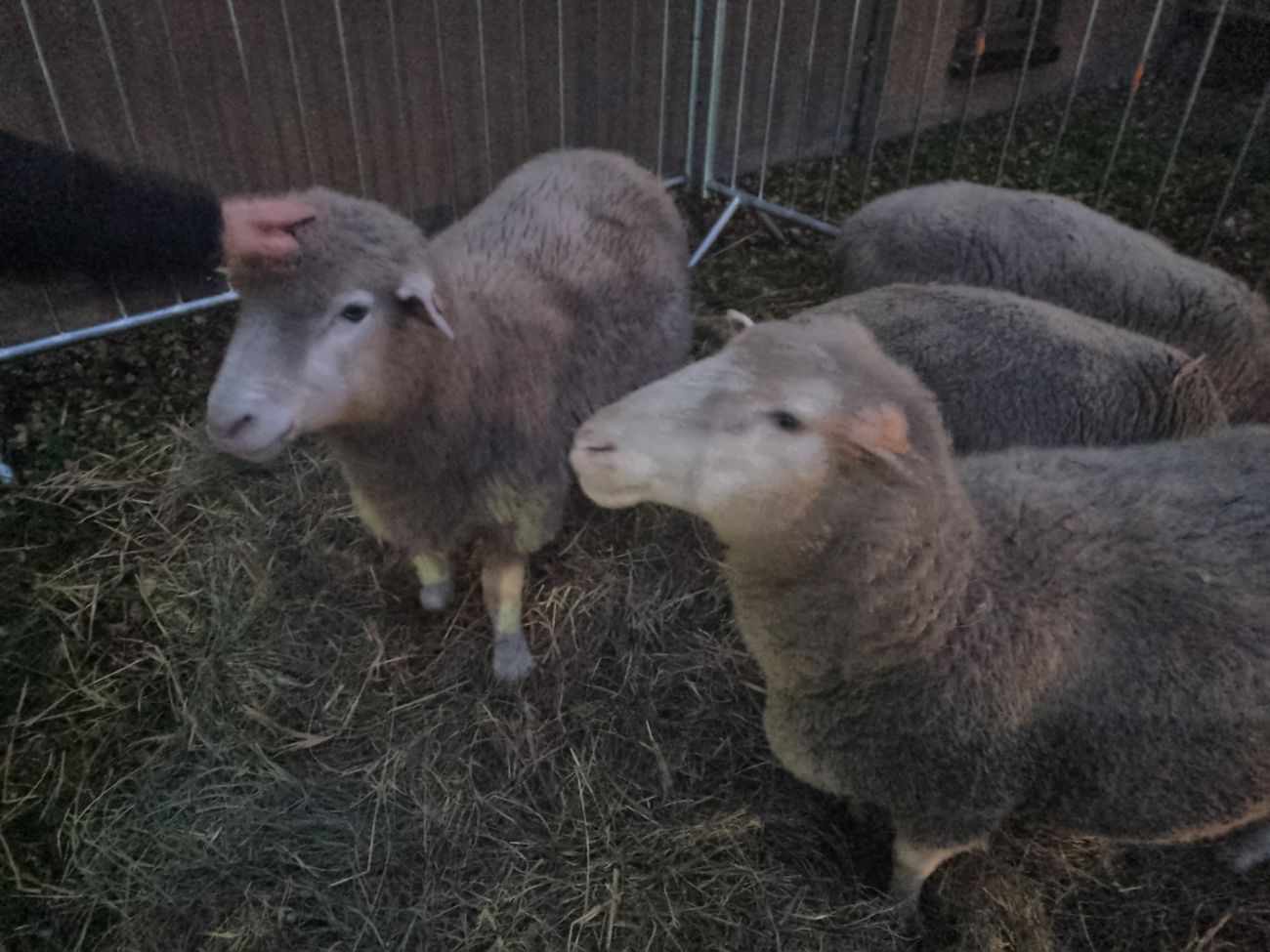 Trzeci Jarmark Świąteczny w Powidzu ZDJĘCIA