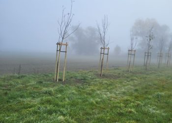 Gmina Lądek zakończyła nasadzenia drzew