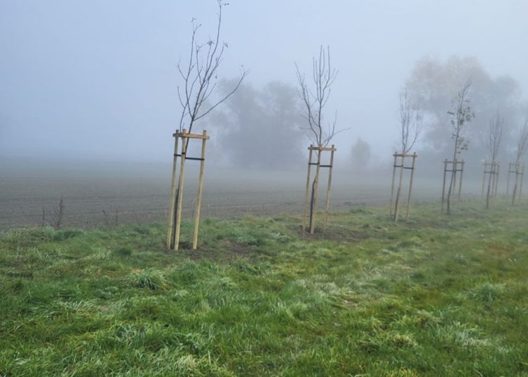 Gmina Lądek zakończyła nasadzenia drzew