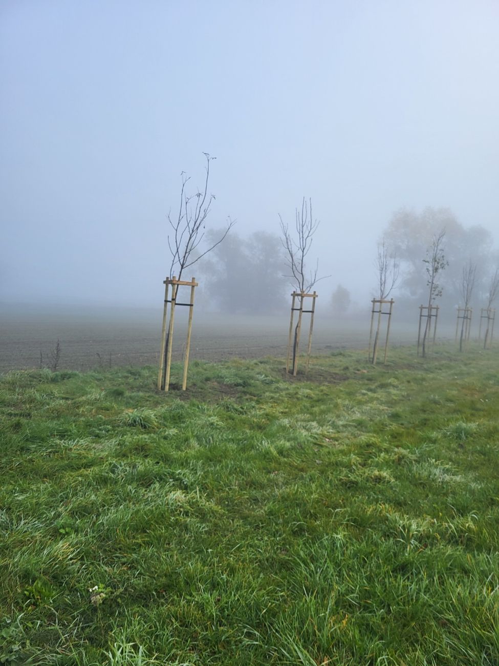 Gmina Lądek zakończyła nasadzenia drzew