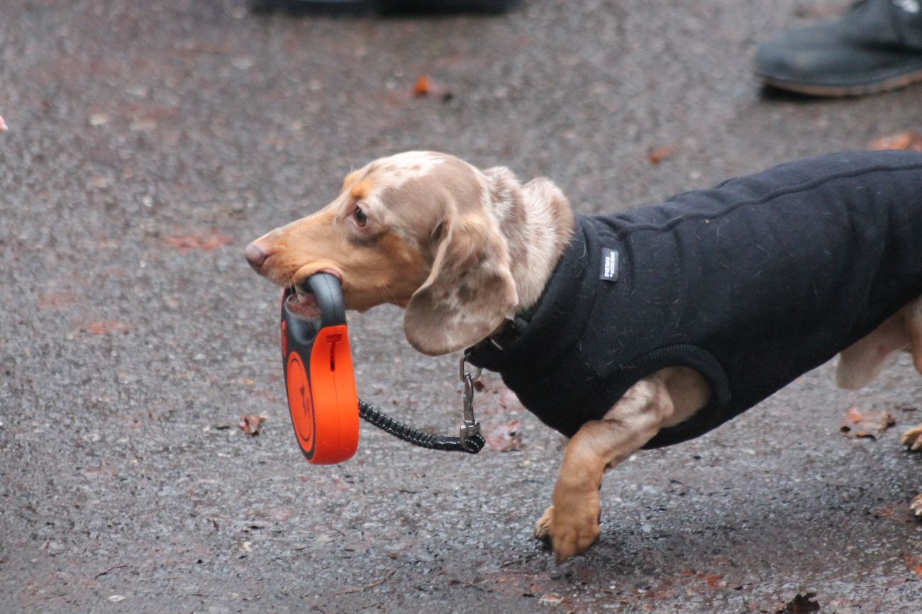 Pobiegli dla Szlachetnej Paczki