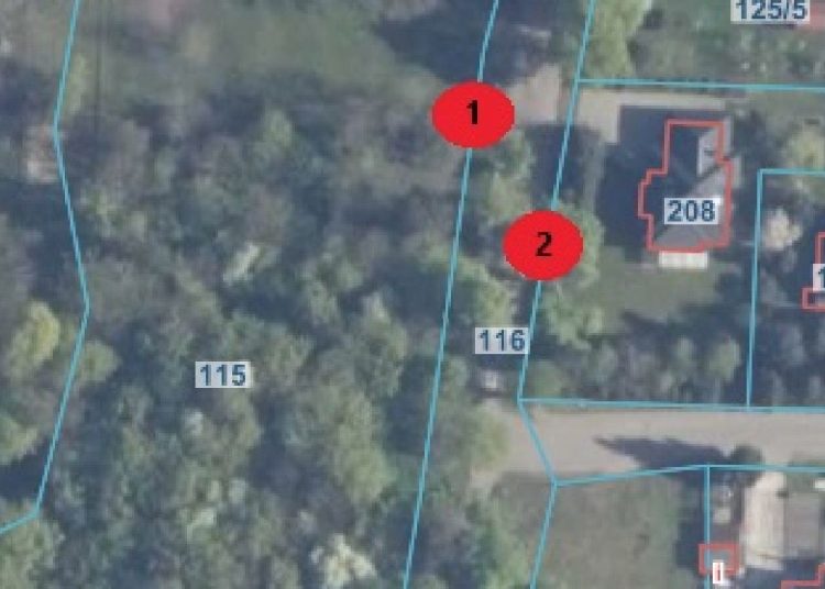 Drzewa były pomnikami przyrody. Wkrótce je wytną