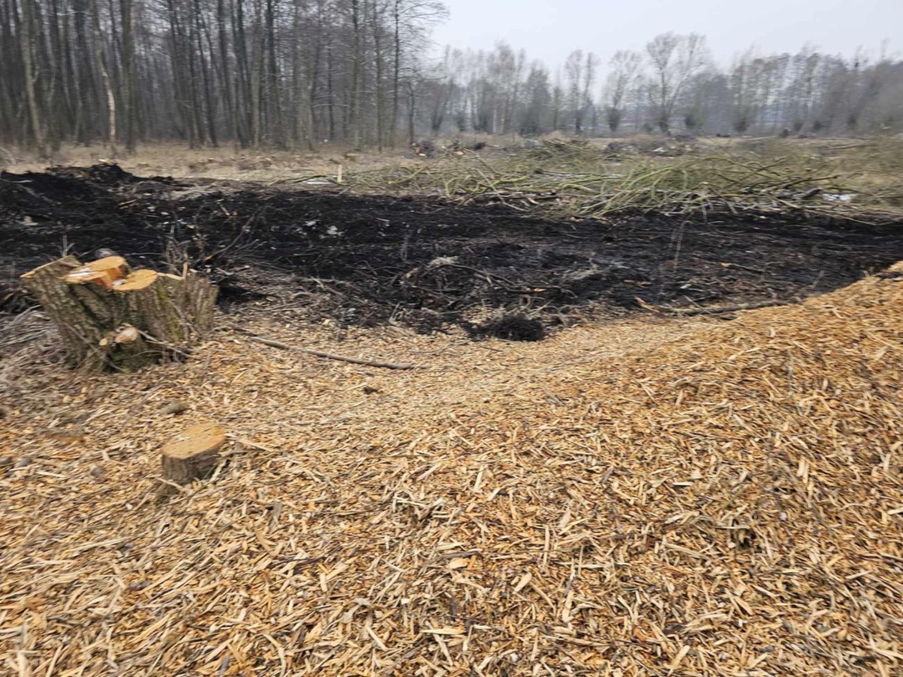 Wycięte drzewa w Polanowie. Wójt: „Będziemy to wyjaśniać”