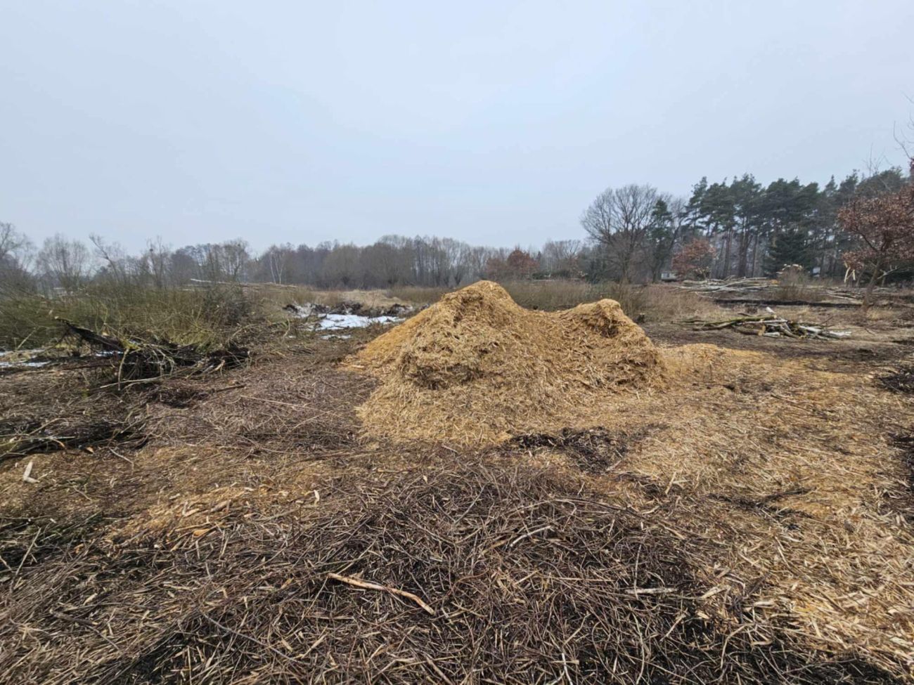 Wycięte drzewa w Polanowie. Wójt: „Będziemy to wyjaśniać”