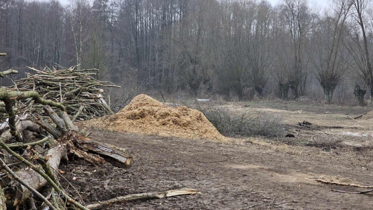 Wycięte drzewa w Polanowie. Wójt: „Będziemy to wyjaśniać”