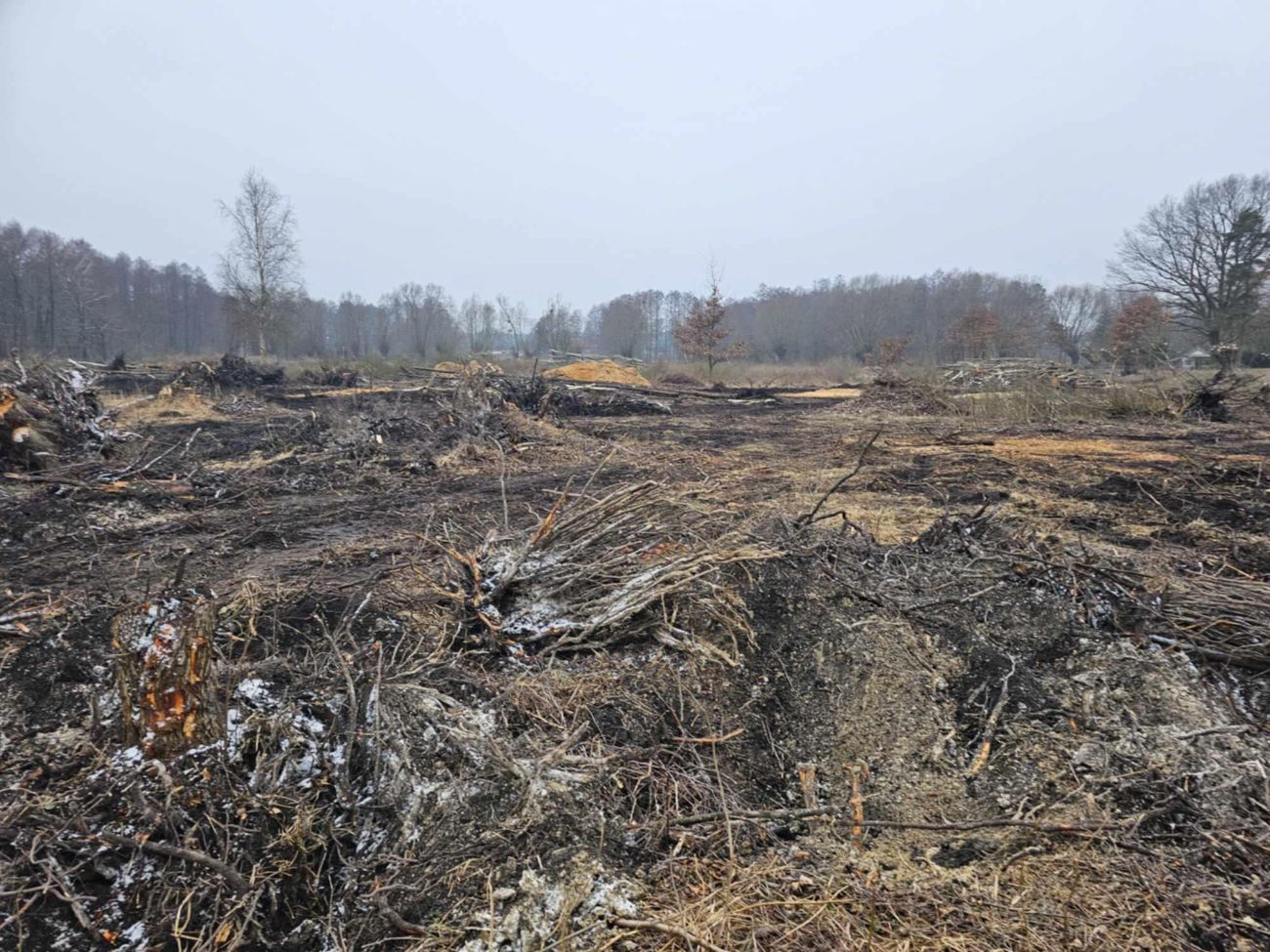 Wycięte drzewa w Polanowie. Wójt: „Będziemy to wyjaśniać”