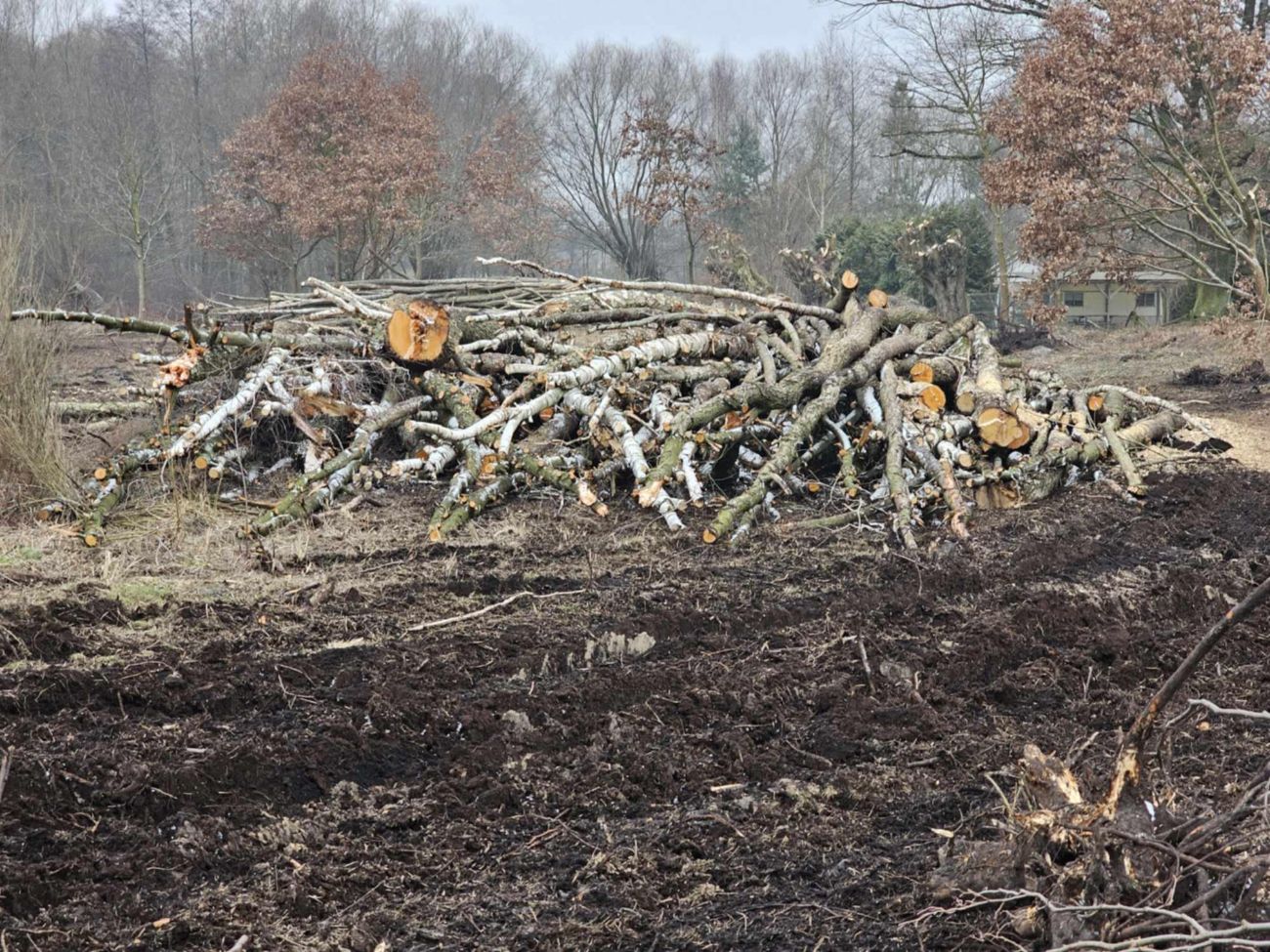 Wycięte drzewa w Polanowie. Wójt: „Będziemy to wyjaśniać”