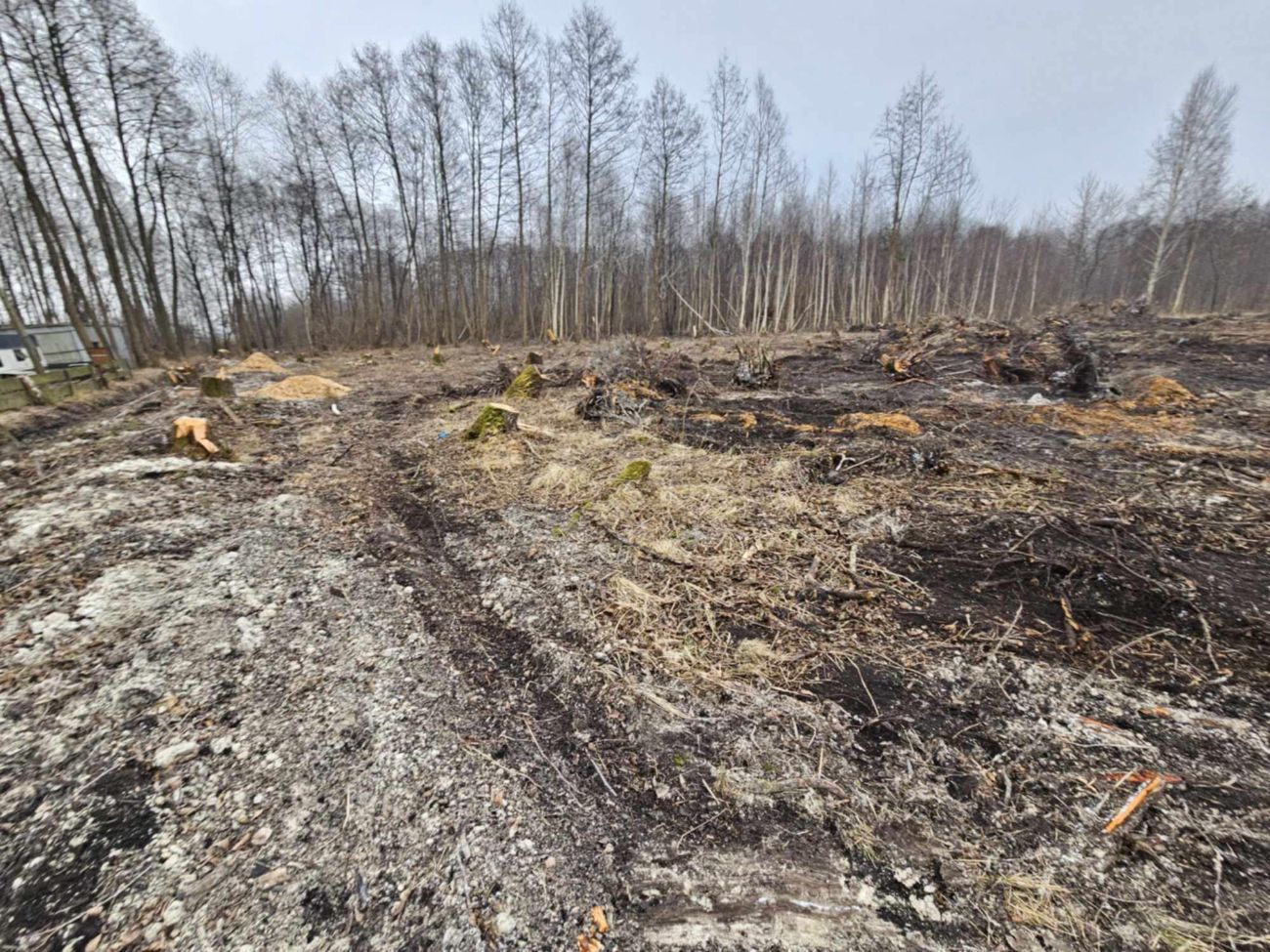 Wycięte drzewa w Polanowie. Wójt: „Będziemy to wyjaśniać”