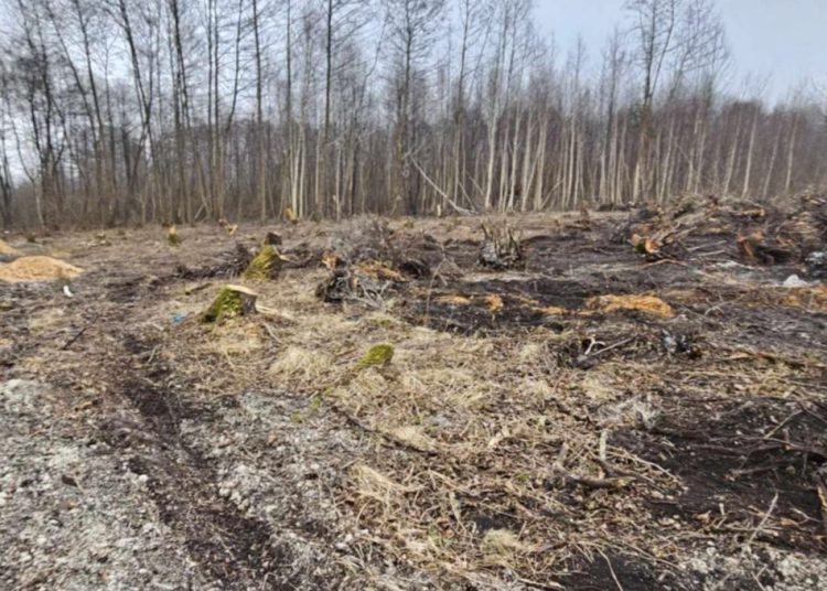 Wycięte drzewa w Polanowie. Wójt: „Będziemy to wyjaśniać”