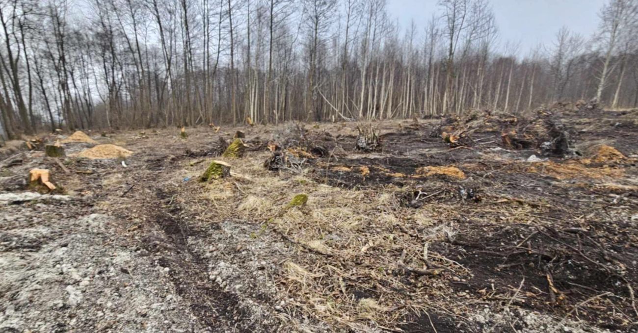 Wycięte drzewa w Polanowie. Wójt: „Będziemy to wyjaśniać”