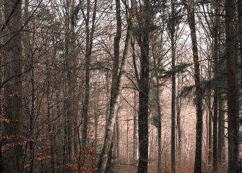 Wytną setki hektarów lasów w naszym powiecie. Wiemy, gdzie najwięcej