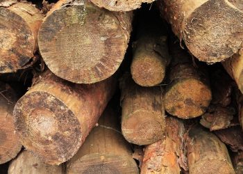 Kolejne drzewa pod topór w gminie Powidz