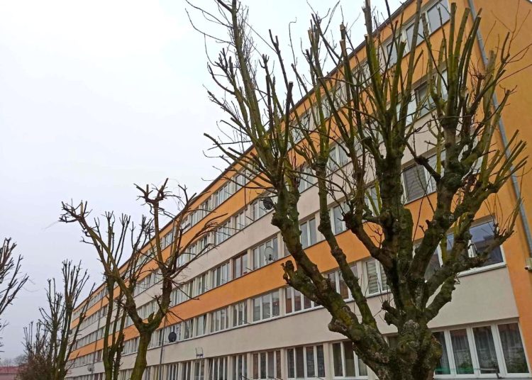 Przycinka na Kopernika wzbudza kontrowersje