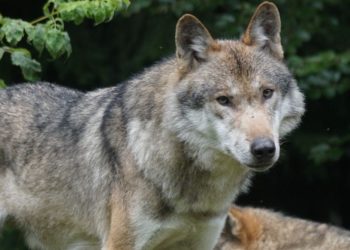 W gminie pojawiły się wilki. Wójt apeluje do mieszkańców