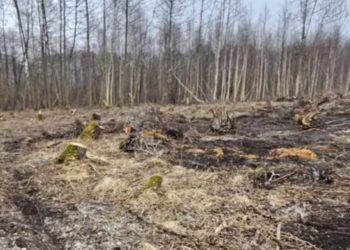 Wycinka w Polanowie. Znamy wyniki kontroli urzędu