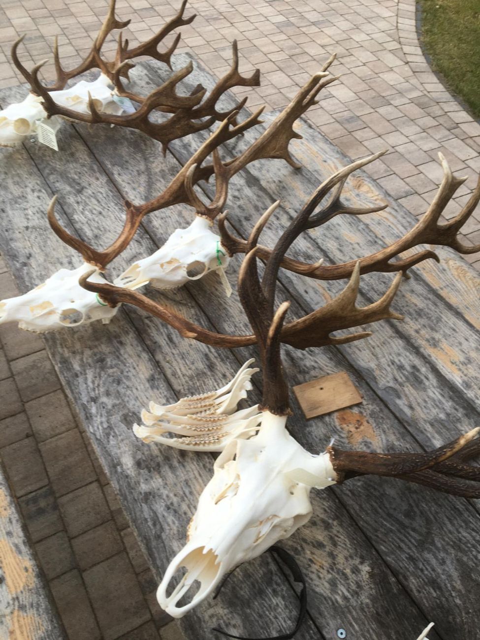 Komisja oceniła prawidłowość odstrzału. Dwa medale dla myśliwych z naszego powiatu