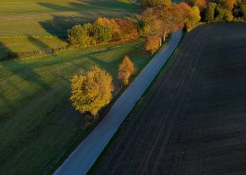 Nietypowa prośba do mieszkańców. Gmina daje tydzień na przesadzenie