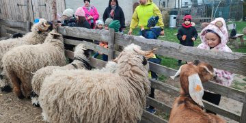 Koszuty w Poniatówku