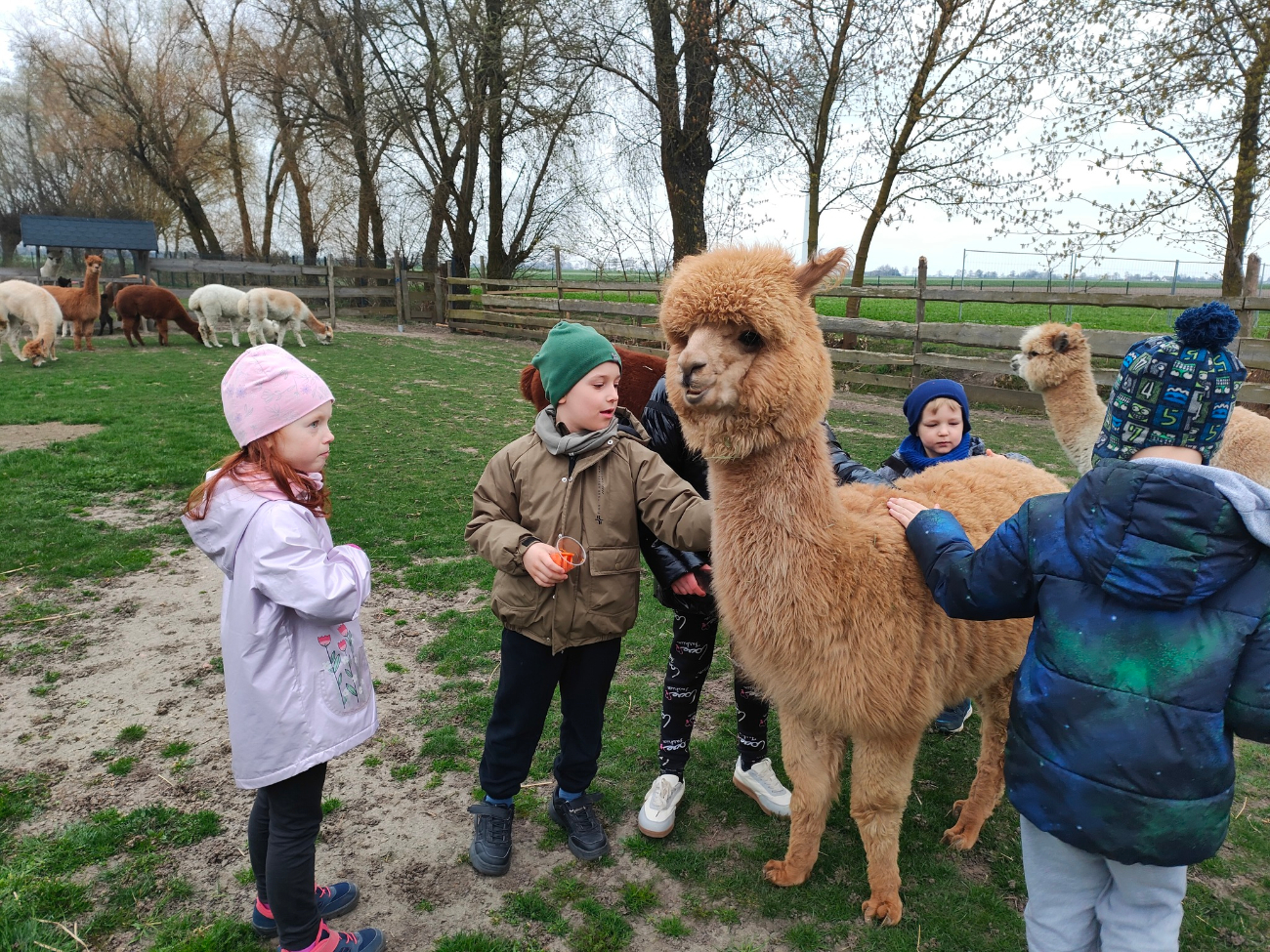 Koszuty w Poniatówku