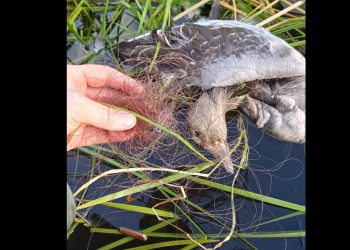Zwracają uwagę na problem. „Ptak zdychał w męczarniach”