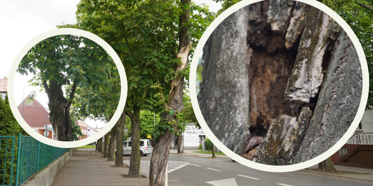 Wraca temat kasztanowców. „Powinni zrobić z tym porządek, zanim dojdzie do tragedii”