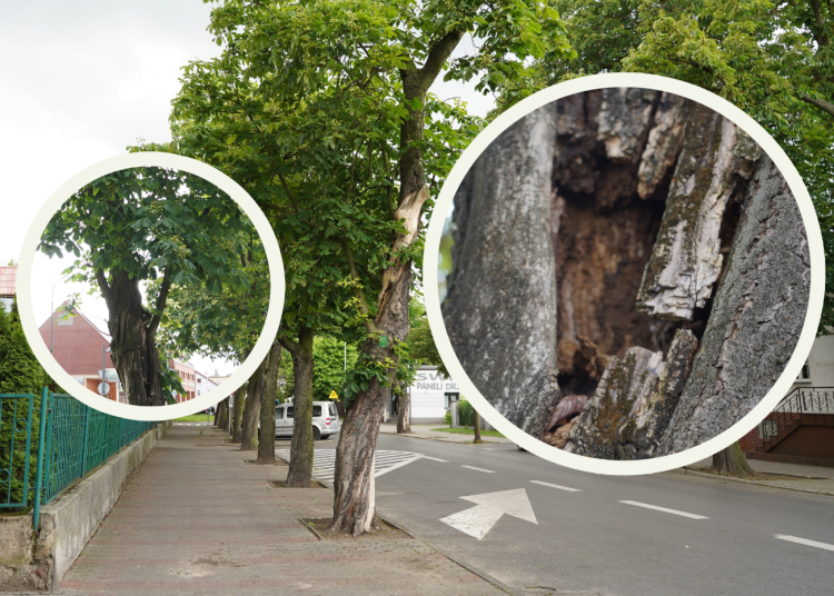 Wraca temat kasztanowców. „Powinni zrobić z tym porządek, zanim dojdzie do tragedii”