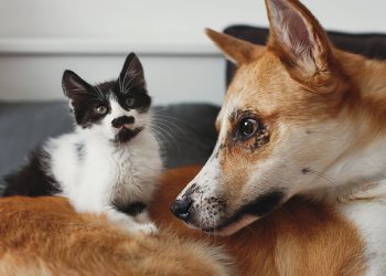 Jak wspierać psa i kota podczas choroby, gojenia ran oraz rekonwalescencji?