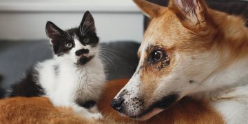 Jak wspierać psa i kota podczas choroby, gojenia ran oraz rekonwalescencji?