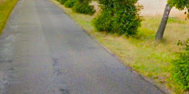 Będzie trzeba wyciąć ponad 100 drzew