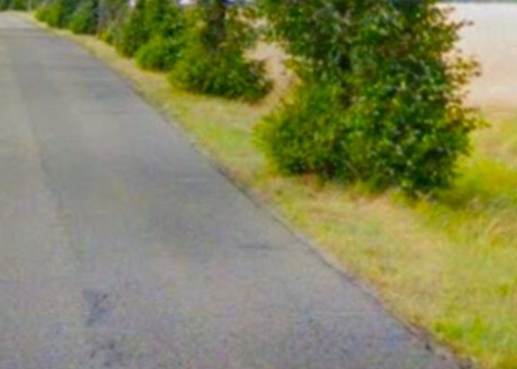 Chcą ratować drzewa na odcinku Słupca – Giewartów. Trwa zbiórka podpisów pod protestem