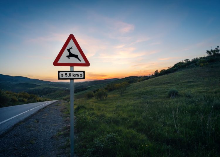 Jak uniknąć kolizji z dziką zwierzyną? Nowoczesne systemy, które ratują życie kierowców