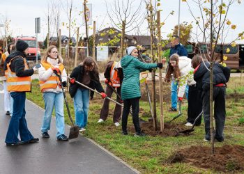 Posadzili drzewa przy drodze w Piotrowicach