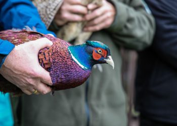 Bażanty i kuropatwy trafiły do kół łowieckich