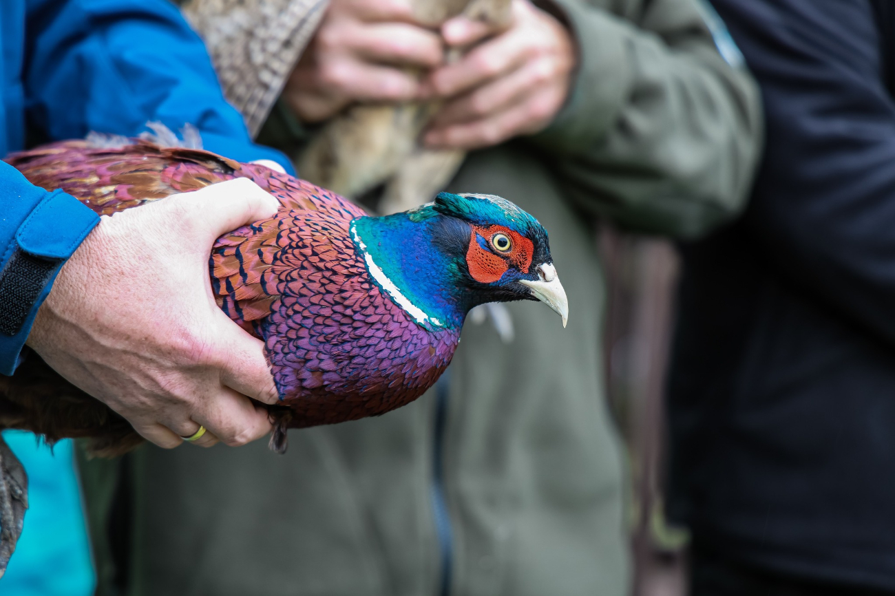 Bażanty i kuropatwy trafiły do kół łowieckich