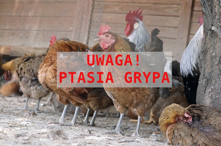 Lądzka Biesiada Historyczna – Dobre Flow w Lądzie!