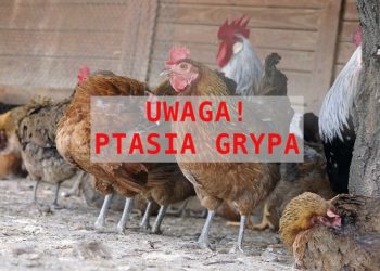 Ptasia grypa w gminie Słupca