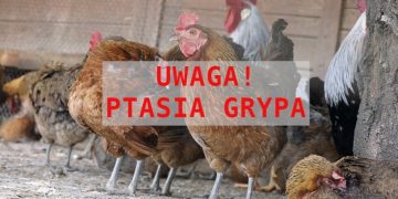 Ptasia grypa w gminie Słupca