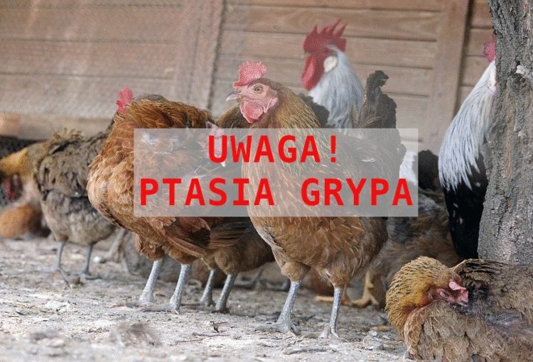 Ptasia grypa w gminie Słupca