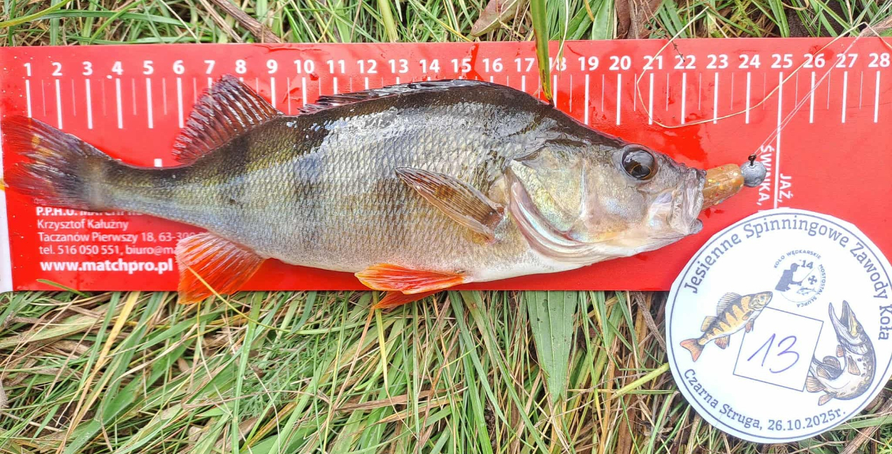 Mostostal po kolejnych zawodach