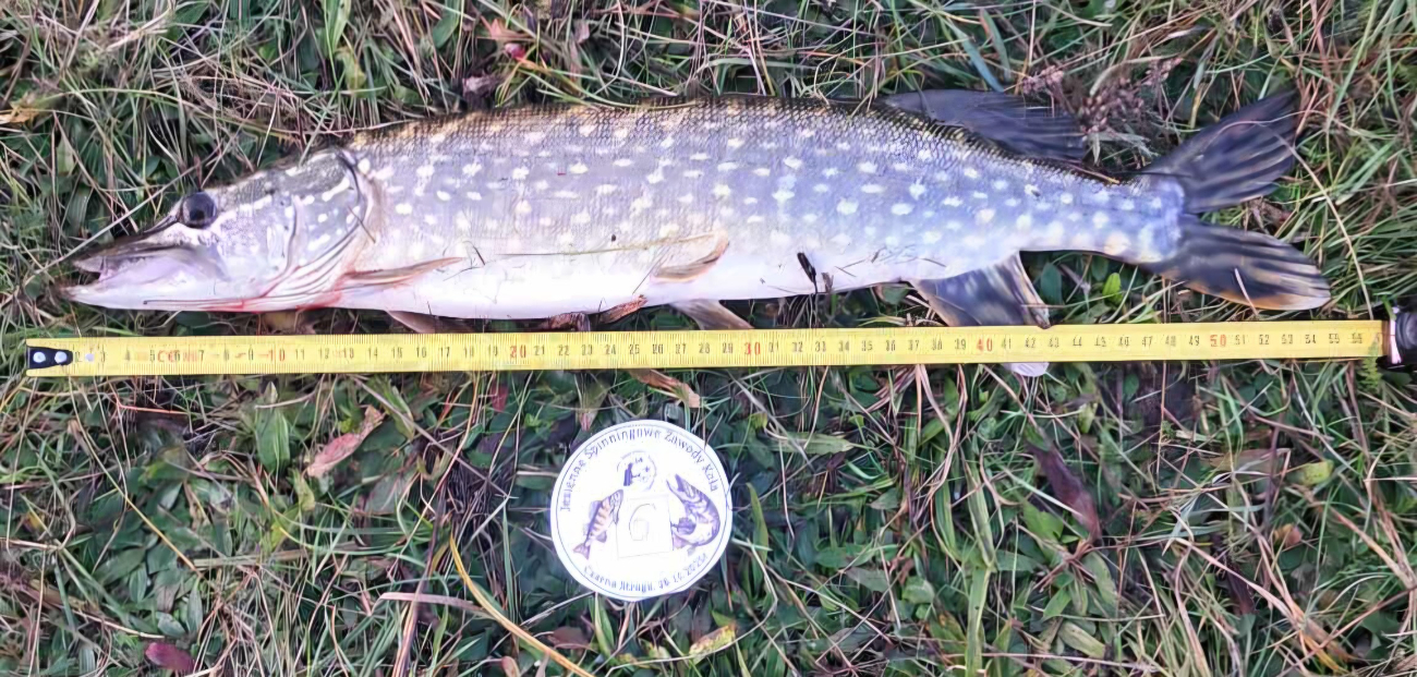 Mostostal po kolejnych zawodach