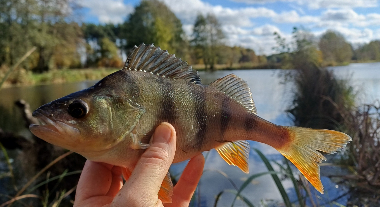Mostostal po kolejnych zawodach